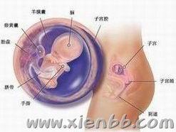 胎儿发育第10周