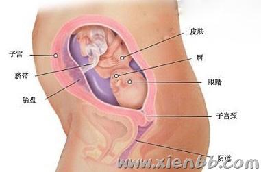 怀孕第22周胎儿发育情况