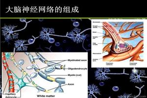 大脑神经网络的组成图